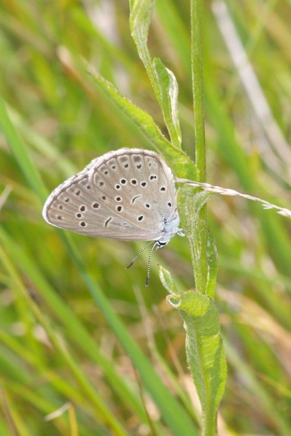 Maculinea spp.